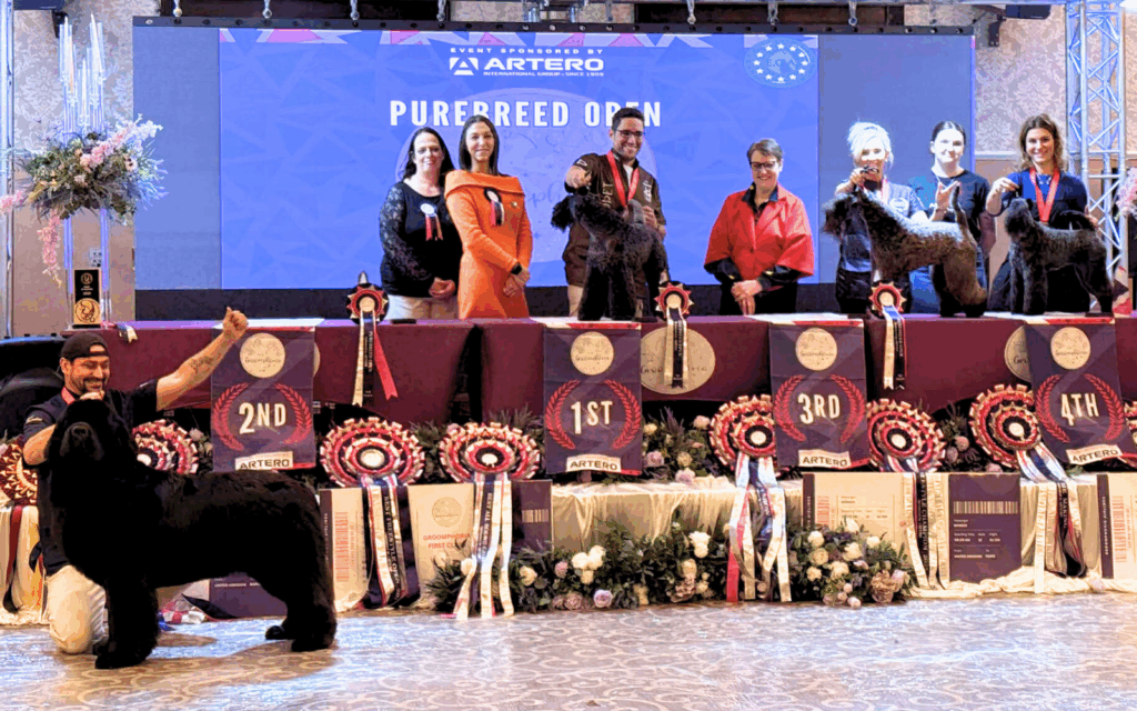 GROOMPHORIA CYRIL PURE BREED